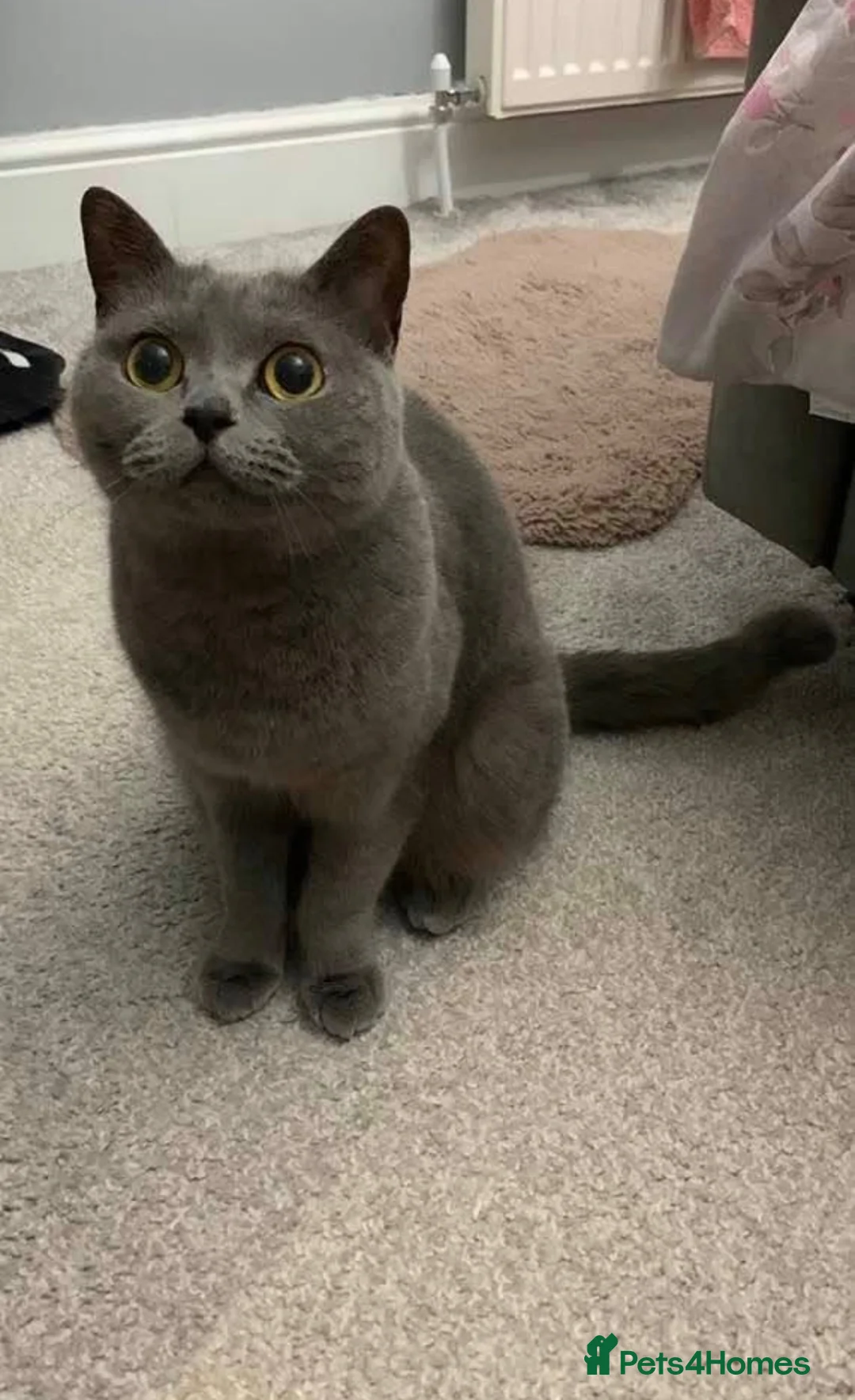British Shorthair cats for sale: British blue shorthair female cat  - Advert 1