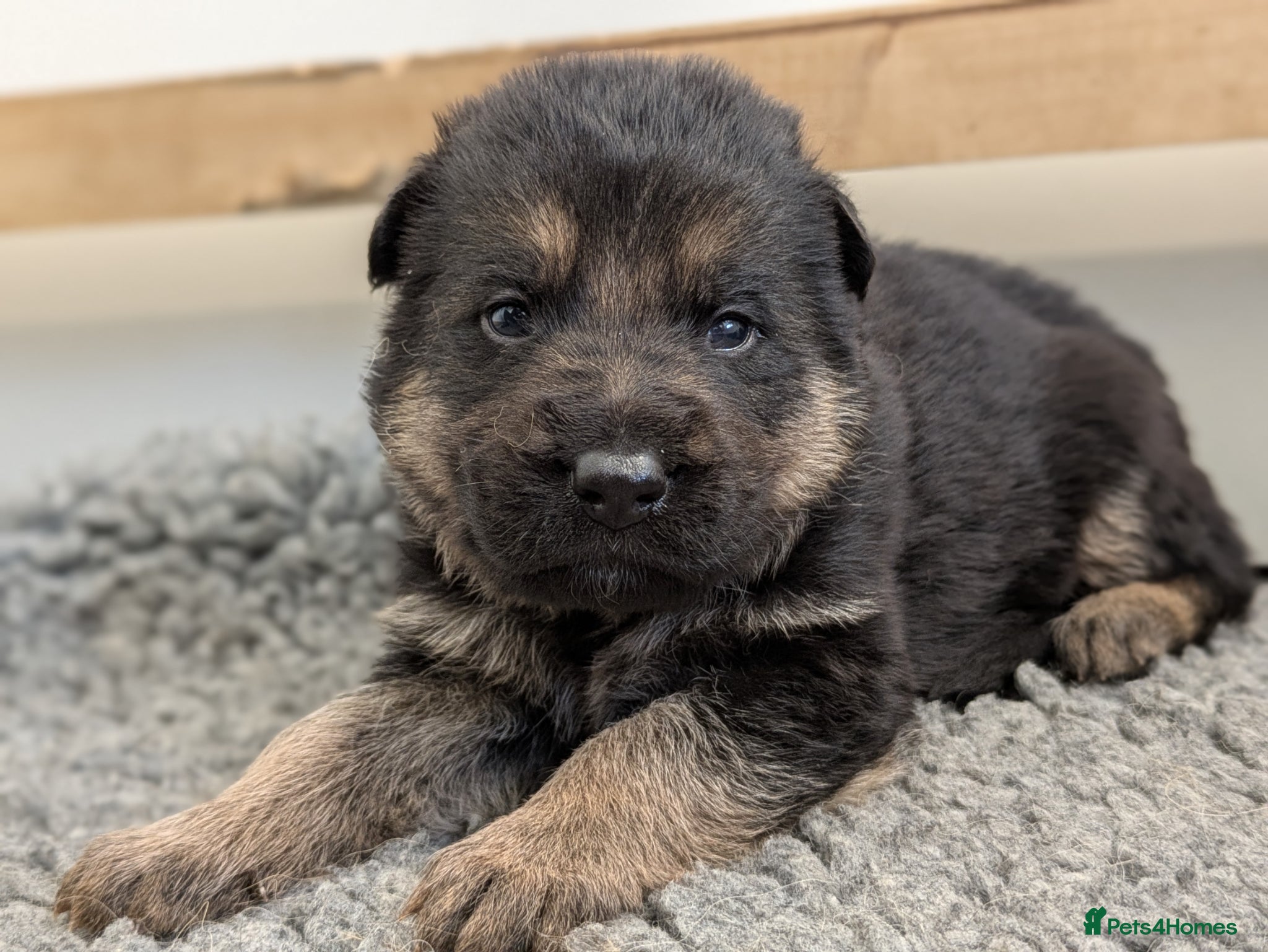 German Shepherd dogs RKC Reg Champion-Line Pups, Health tested Parents - Advert 2