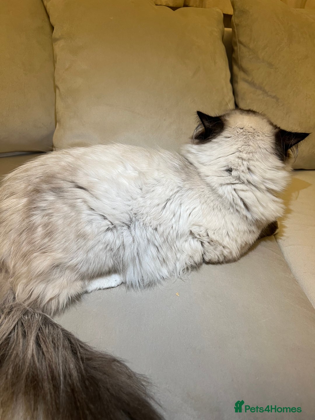 Ragdoll cats for stud: Ragdoll stud only  - Advert 4