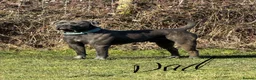 Cane Corso dogs for sale: Brutus(X-Man) World Winner line Cane Corso Puppies - Advert 13
