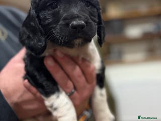 English Springer Spaniel dogs Hip/Elbow Scored and Health Tested, KC Springers - Advert 12