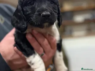 English Springer Spaniel dogs Hip/Elbow Scored and Health Tested, KC Springers - Advert 14