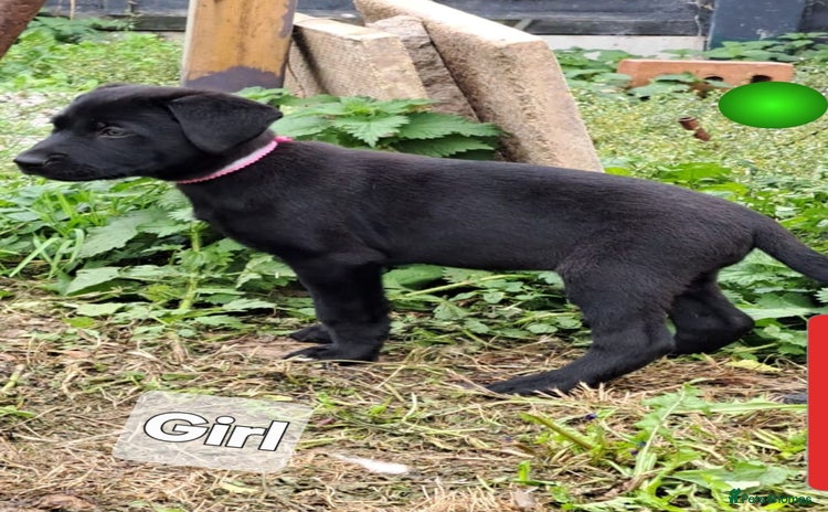 Mixed Breed dogs - Advert 6