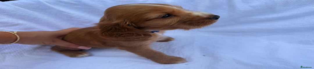 Cocker Spaniel boy