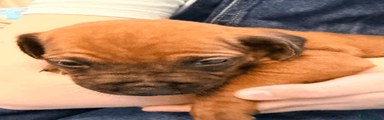 Rhodesian Ridgeback Puppy 3