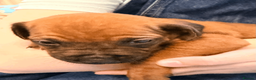 Rhodesian Ridgeback dogs for sale: Rhodesian Ridgeback Puppies EU Pedigree - Advert 16