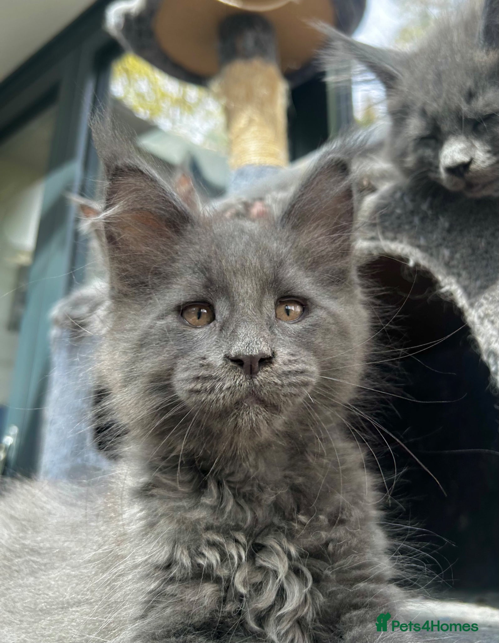 Maine Coon cats Exceptional blue-smoke Maine Coon Kittens 🔥  - Advert 6