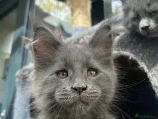Maine Coon cats Exceptional blue-smoke Maine Coon Kittens 🔥 - Advert 6