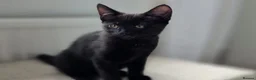 American Shorthair cats for sale: 2 Beautiful Mixed American Shorthair Kittens in Nottingham - Advert 12