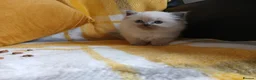 Ragdoll cats for sale: GCCF Ragdoll kittens available 28th June.  - Advert 15
