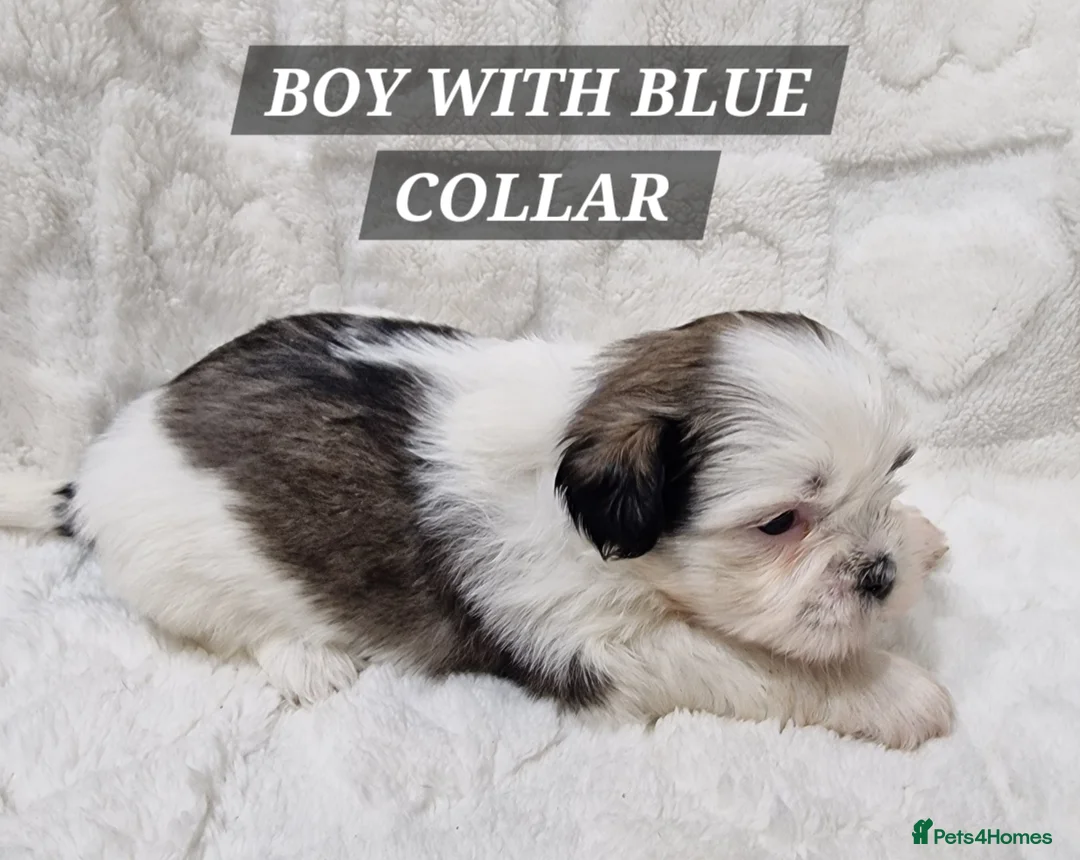 Shih Tzu dogs for sale: Pure breed Shih Tzu puppy - Advert 2