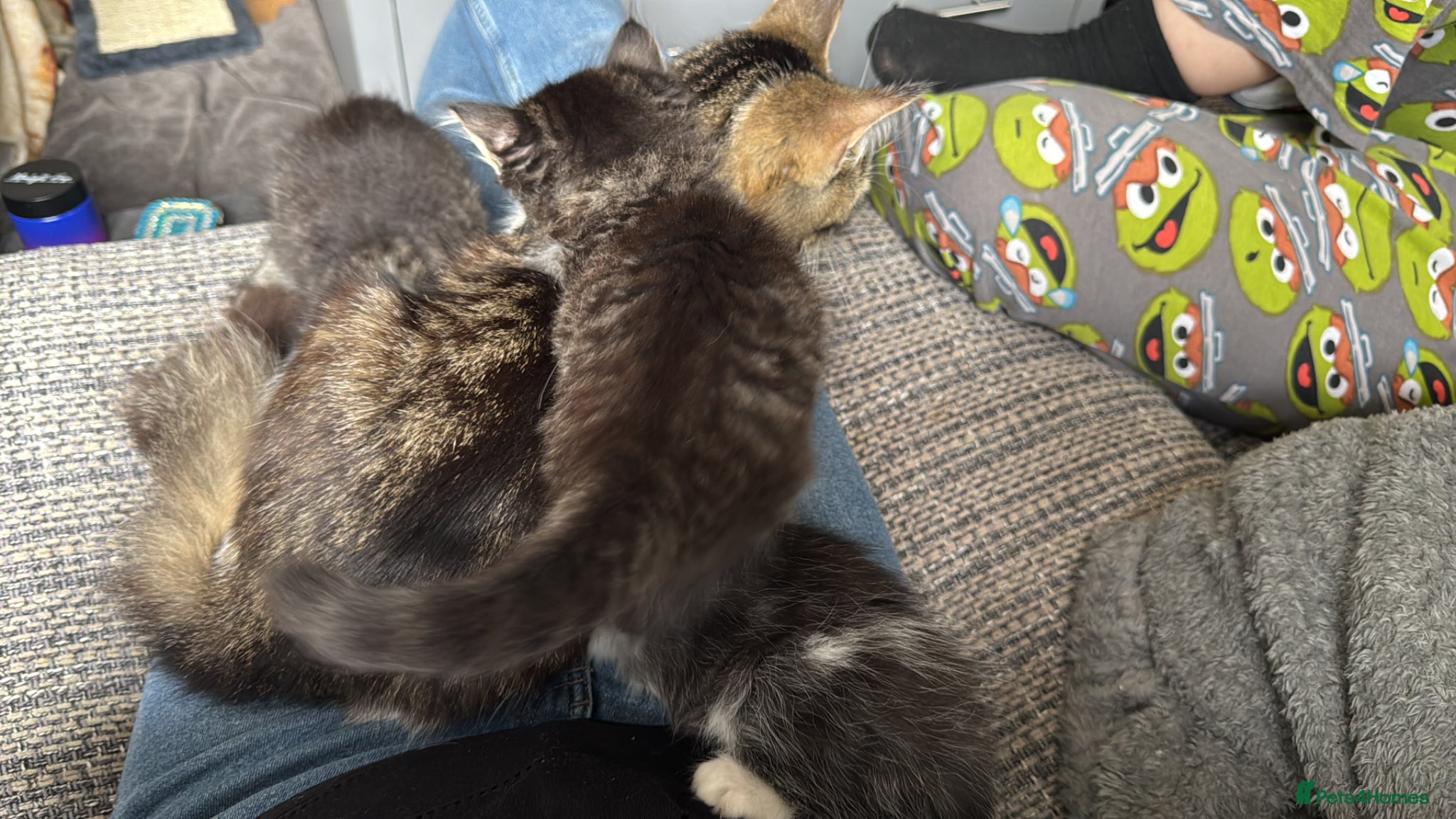 Mixed Breed cats for sale: 3 gorgeous kittens for sale - Advert 12
