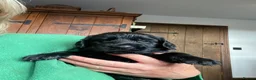 Mixed Breed dogs for sale: Fabulous Golden x Flat coated retriever puppies. - Advert 5