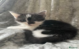 American Shorthair cats for sale: Three beautiful Kittens  - Image 10