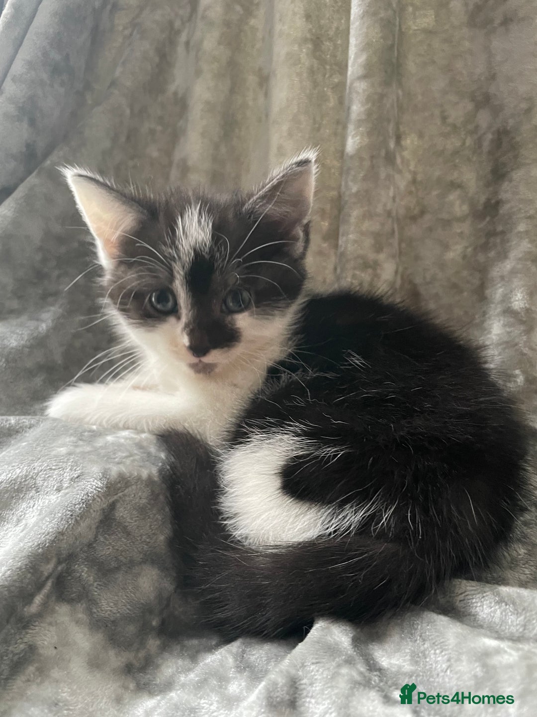American Shorthair cats for sale: Three beautiful Kittens  - Image 10
