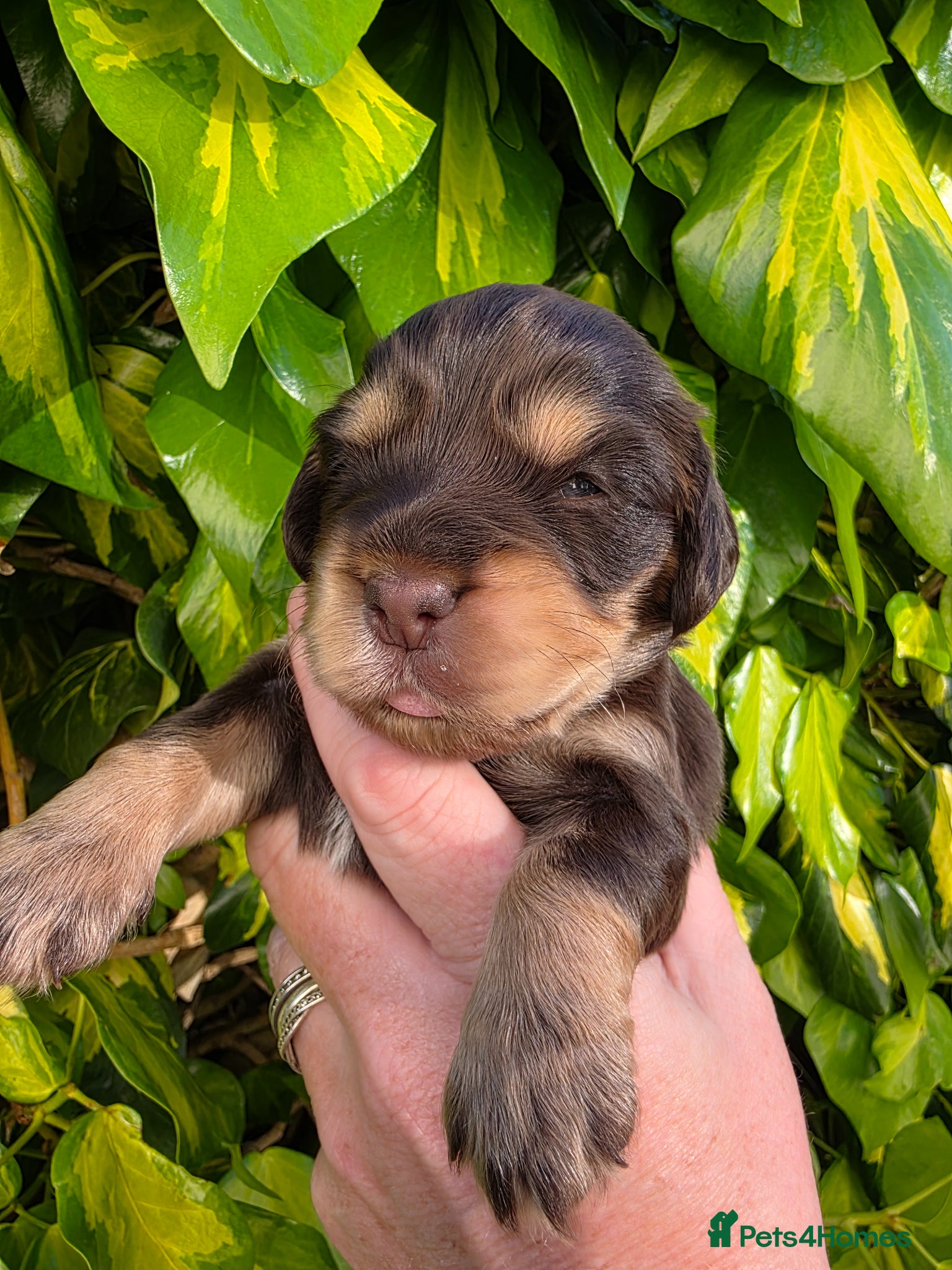 Cocker Spaniel dogs for sale: Black and chocolate tan point cockers  - Advert 5