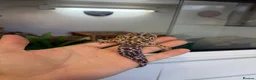 Leopard Gecko reptiles for sale: 2 Female Leopard Geckos + Full Setup  in Southampton - Advert 12