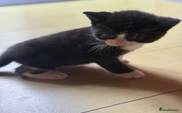 Brazilian Shorthair cats for sale: Kitten 🐈‍⬛  - Image 20