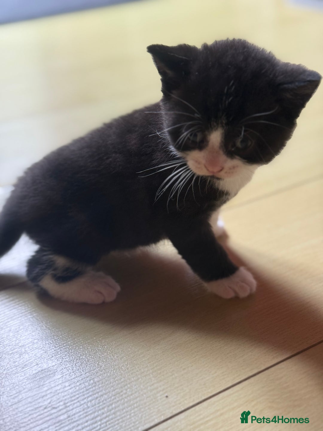 Brazilian Shorthair cats for sale: Kitten 🐈‍⬛  - Image 20