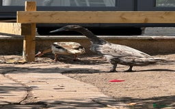 Ducks poultry for sale: Indian Runner Ducks x3 - Image 6