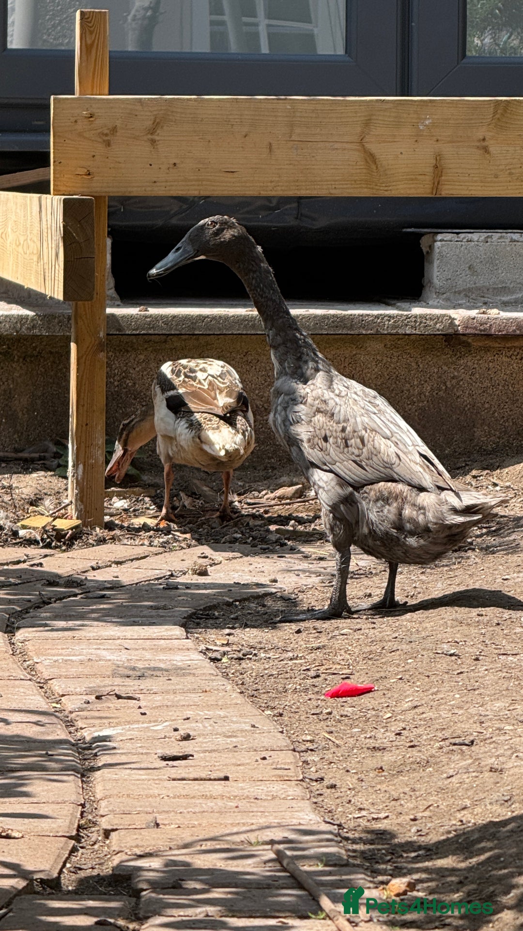 Ducks poultry for sale: Indian Runner Ducks x3 - Image 6