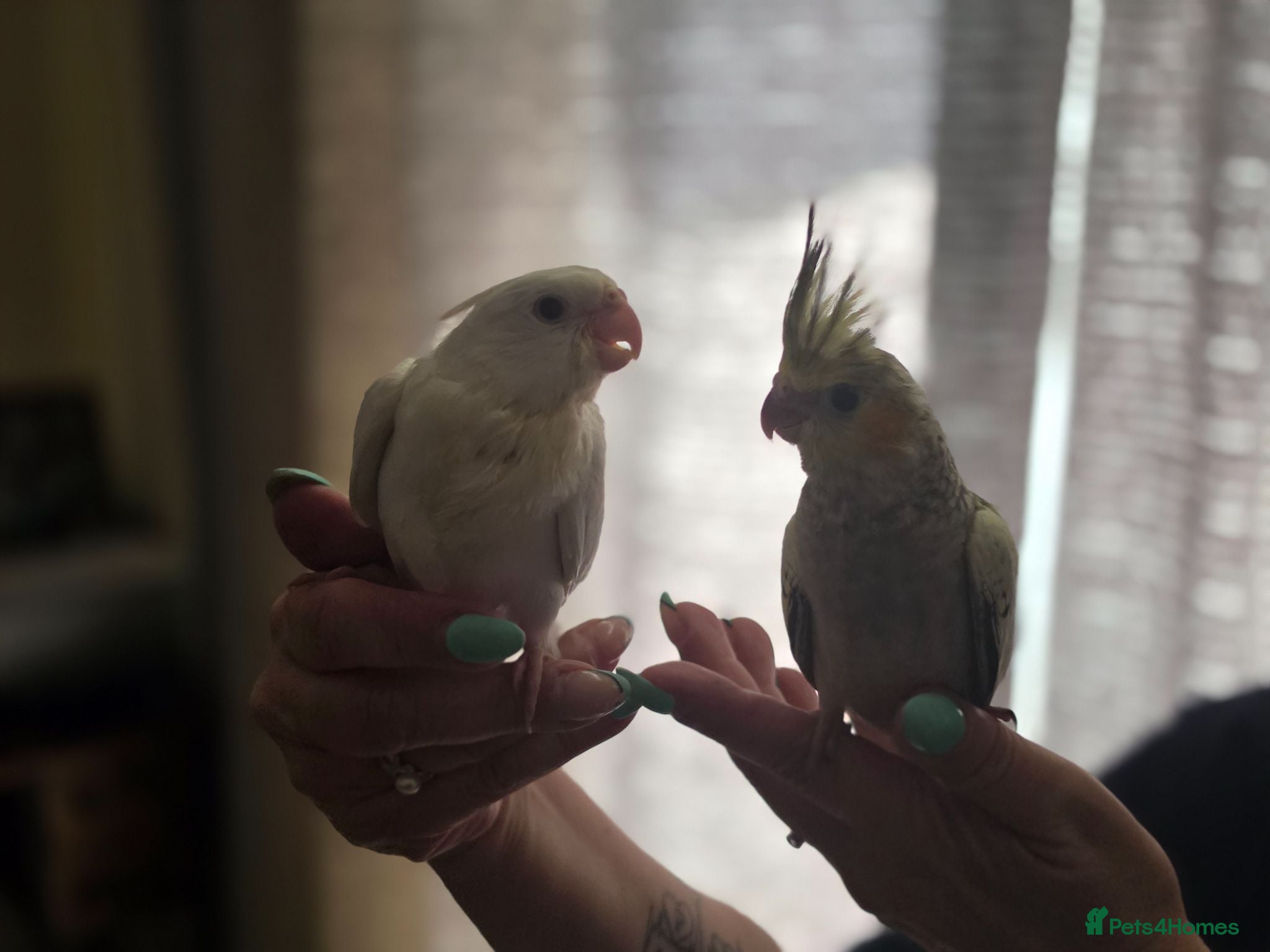 Cockatiels birds Baby Cockatiels Ready Soon 🐦 - Advert 22