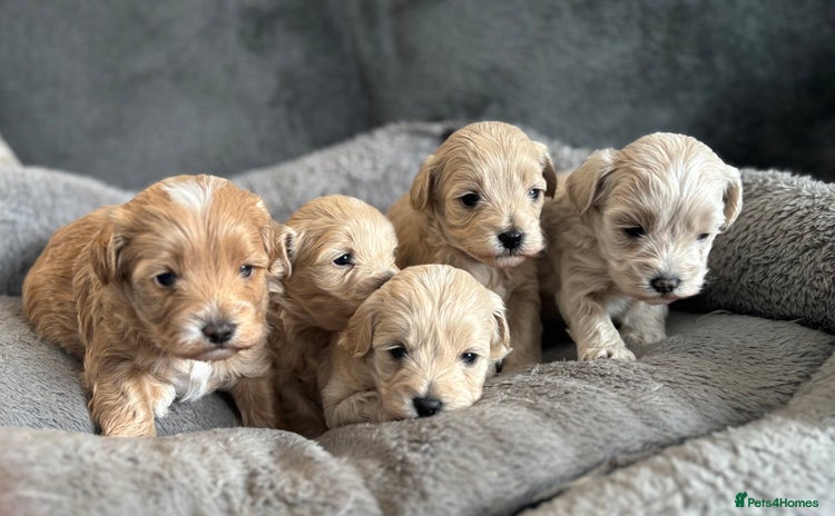 Maltipoo dogs - Advert 7