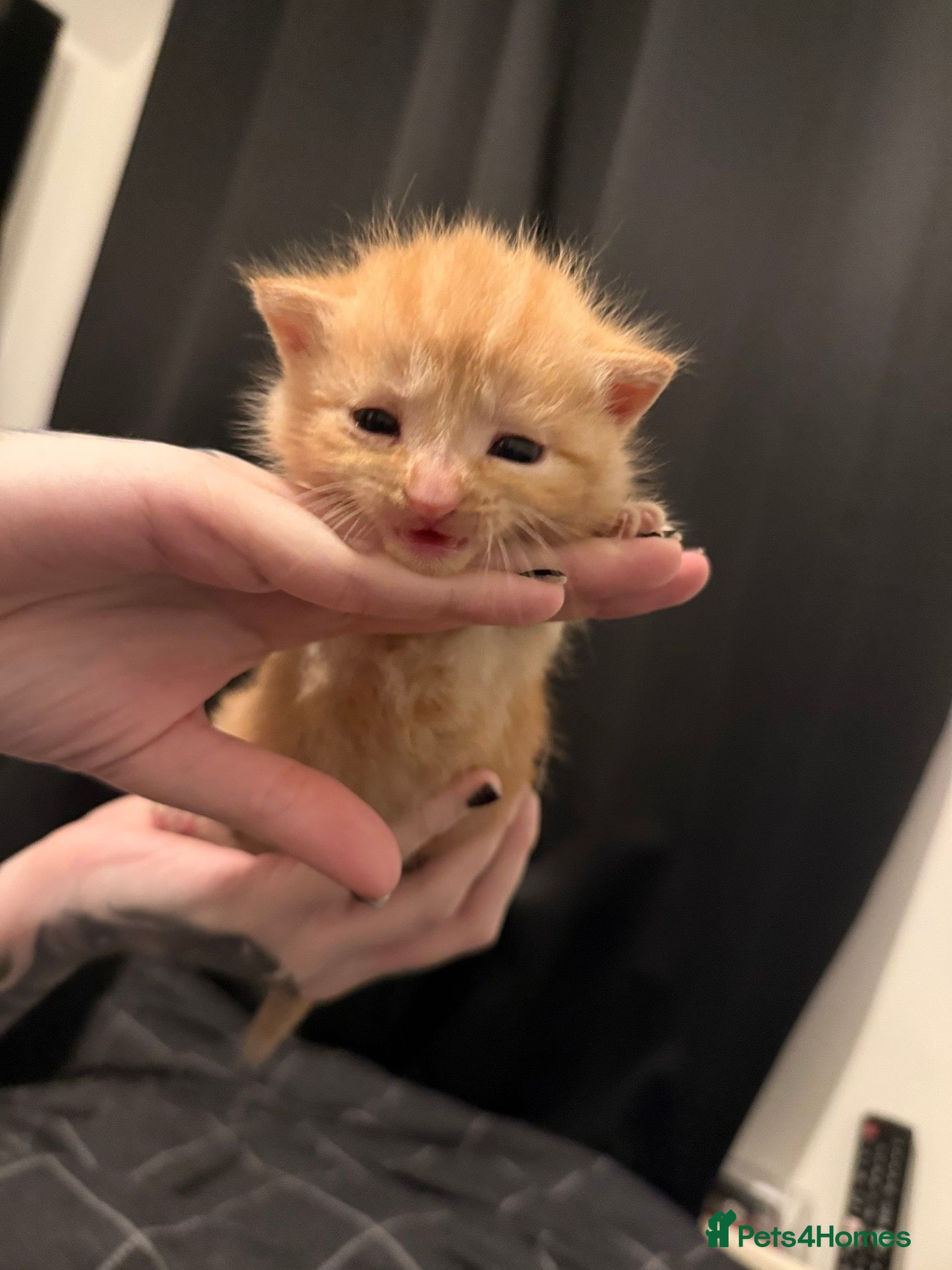 Mixed Breed cats Kittens for sale  - Advert 2