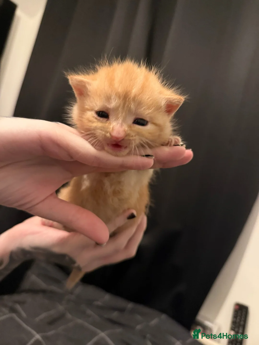 Mixed Breed cats for sale: Kittens for sale  - Advert 1