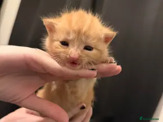 Mixed Breed cats Kittens for sale - Advert 1