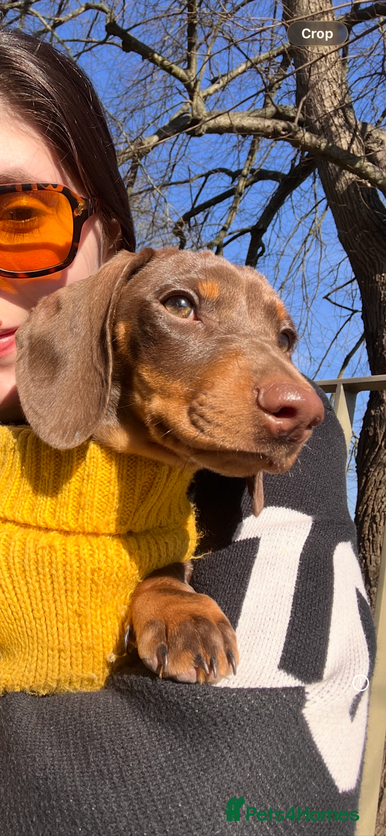 Miniature Dachshund dogs 14 month old miniature dachshund bitch  - Advert 1