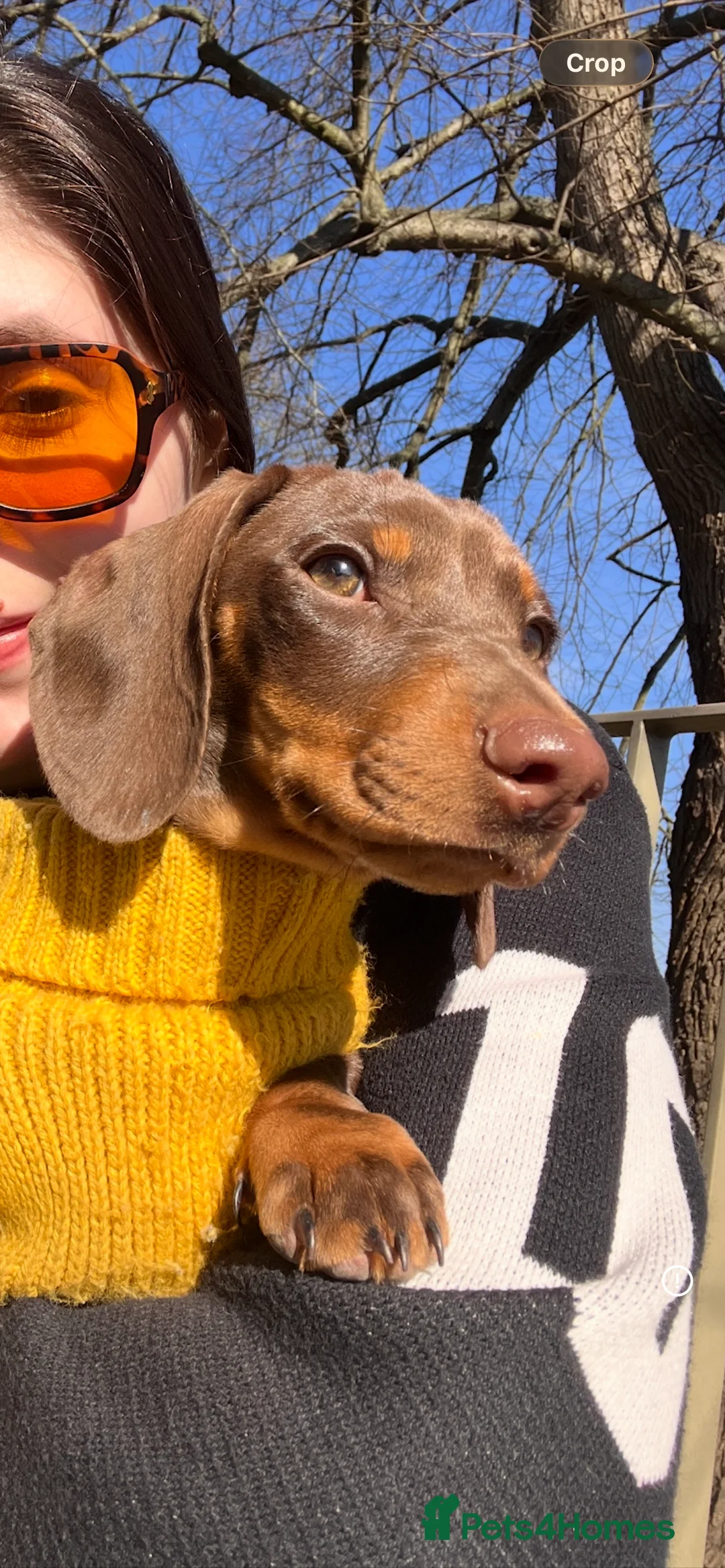 Miniature Dachshund dogs for sale: 14 month old miniature dachshund bitch  - Advert 1