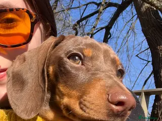 Miniature Dachshund dogs 14 month old miniature dachshund bitch - Advert 8