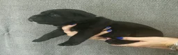 Cane Corso dogs for sale: Cane Corso puppys  - Advert 14