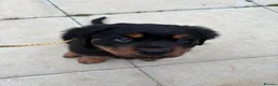 Rottweiler dogs for sale: Fluffy Rottweiler  - Advert 19