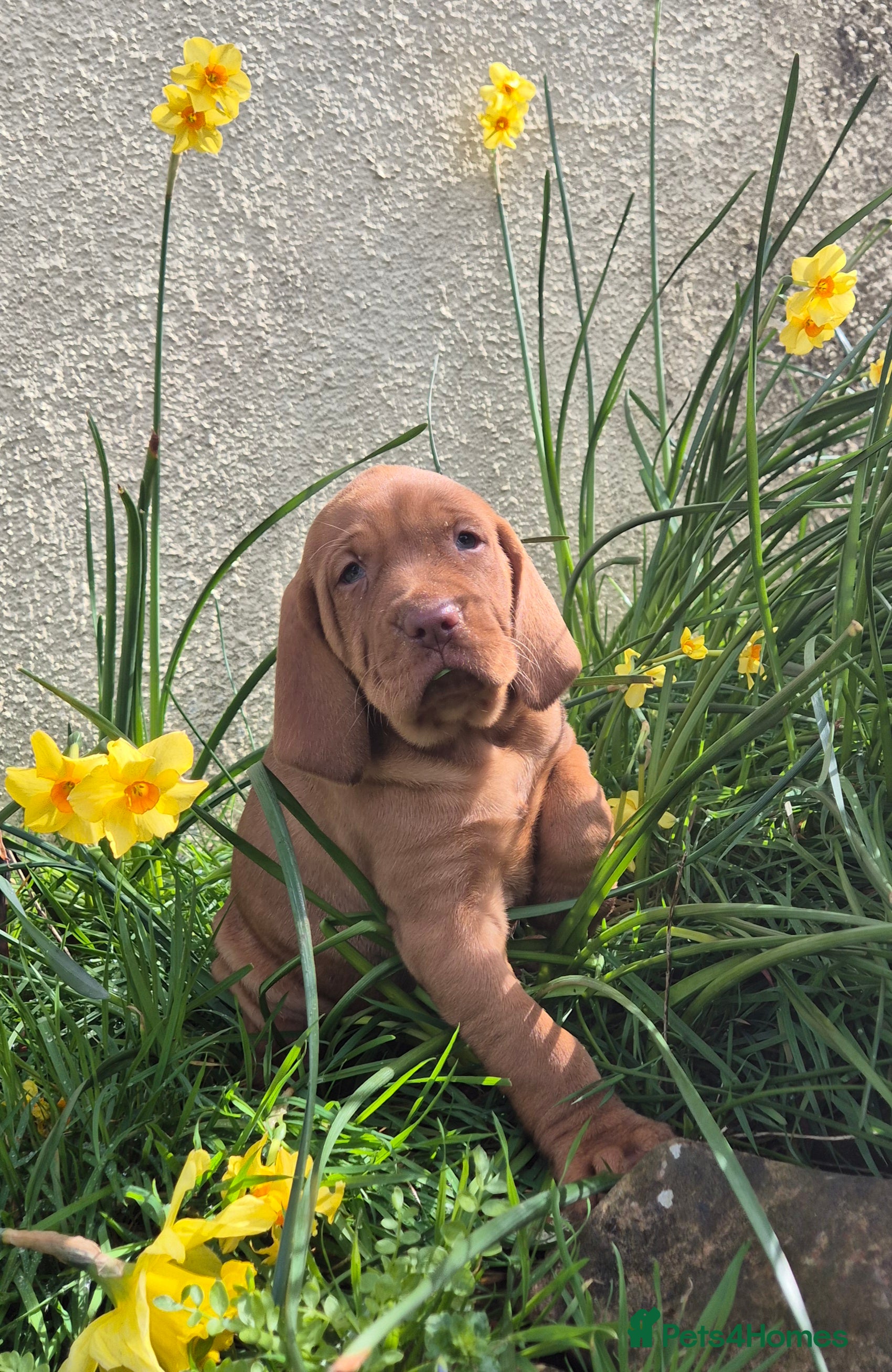Hungarian Vizsla dogs 🐾 Adorable Vizsla Puppies – 4 Boys & 4 Girls! 🐾 - Advert 9