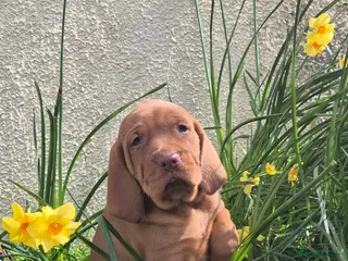 Hungarian Vizsla dogs 🐾 Adorable Vizsla Puppies – 4 Boys & 4 Girls! 🐾 - Advert 2