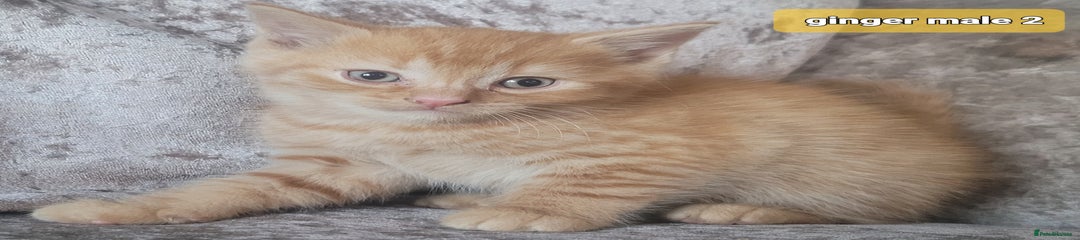 Ginger male 2 