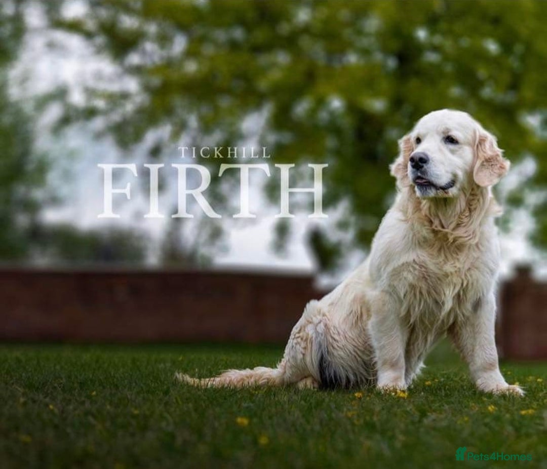 Golden Retriever dogs for sale: Old English cream golden retrievers  - Image 12