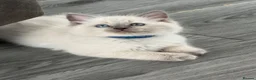 Ragdoll cats for sale: Stunning bluepoint ragdoll kittens  - Advert 20