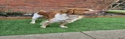 Brittany Spaniel dogs for stud: KC Registered Brittany Spaniel Available for Stud  in Andover - Advert 5