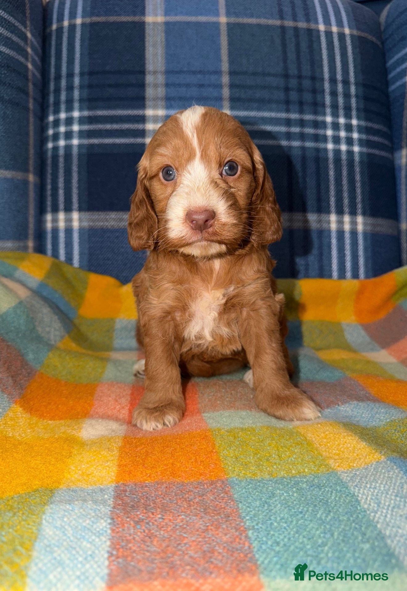 Cockapoo dogs for sale: 🧡💛💚Stunning Cockapoo Puppies - Ready 25th May - Advert 2