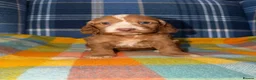 Cockapoo dogs for sale: 🧡💛💚Stunning Cockapoo Puppies - Ready 25th May - Advert 10