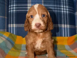 Cockapoo dogs for sale: 🧡💛💚Stunning Cockapoo Puppies - Ready 25th May - Advert 2