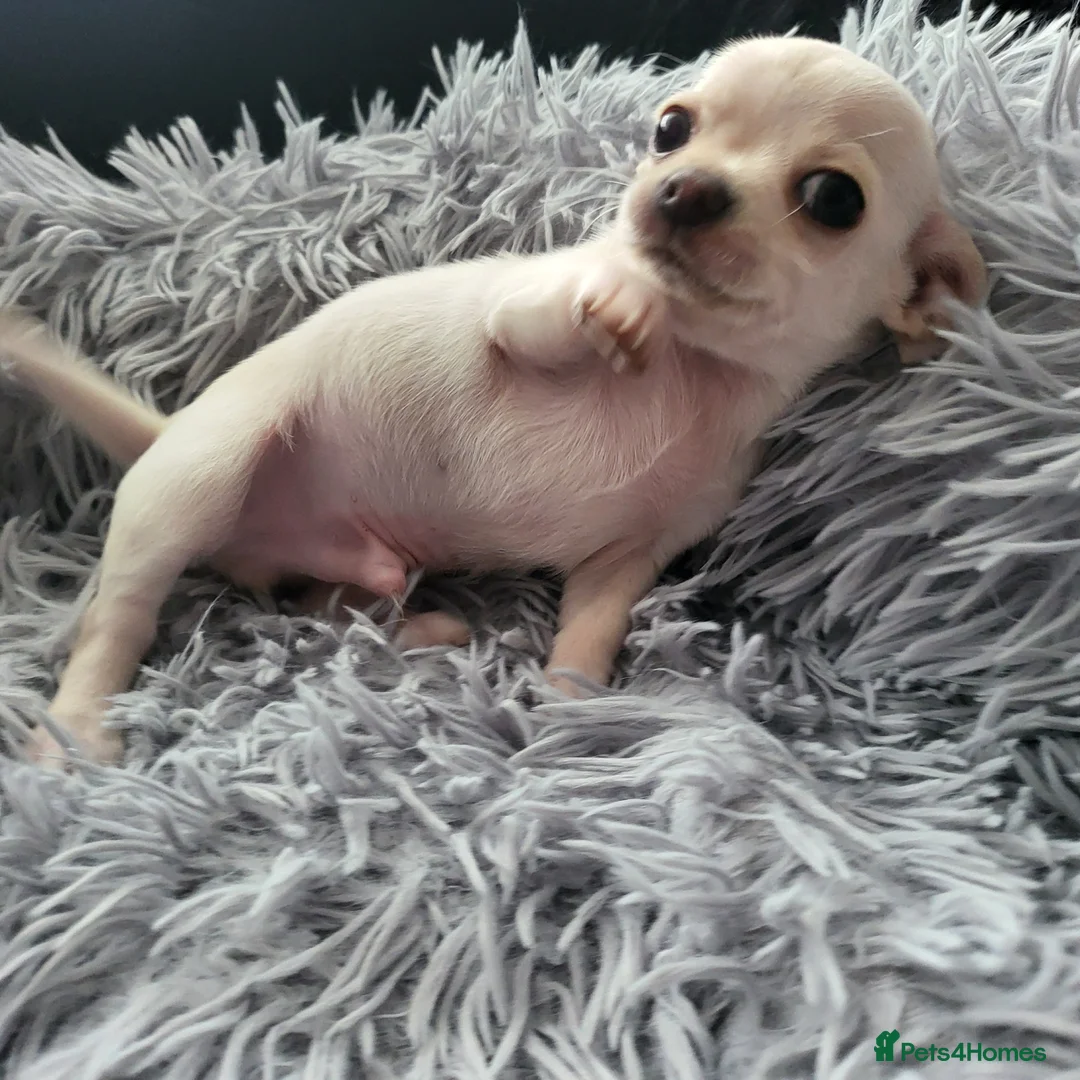 Chihuahua dogs for sale: 5 beautiful smooth coat chihuahuas - Advert 1