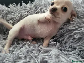 Chihuahua dogs 5 beautiful smooth coat chihuahuas - Advert 5