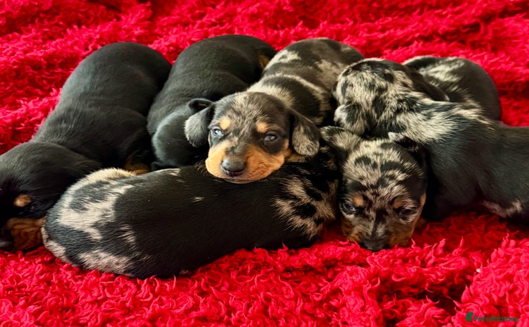 Dachshund dogs - Advert 2