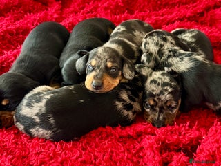 Dachshund dogs - Advert 6