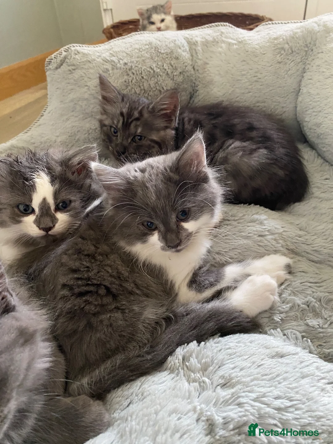 Mixed Breed cats for sale: Beautiful fluffy kittens available  - Advert 2