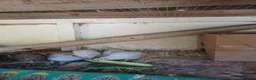 Mixed Breed birds for sale: CPQ quails for sale  in London - Advert 2